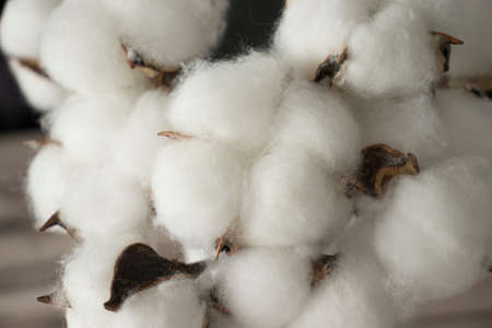 Sprigs With Natural White Cotton Flowers. Delicate Bouquet.の写真素材
