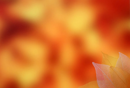 Bright orange and red fall background with blurred spots with a skeleton of leaves in the corner