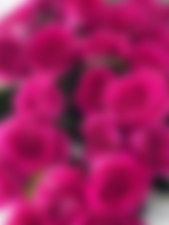A defocused pink background of a large bouquet of roses.の写真素材