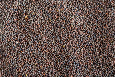 Broccoli seeds for germination, full background, close-upの写真素材