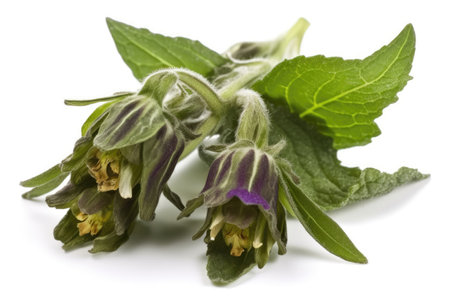 Comfrey On White Backgroundの素材