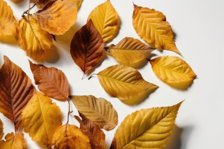 Yellow Leaves On White Backgroundの素材