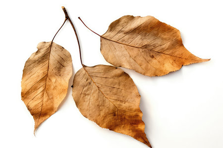 Old And Dried Leaves On White Backgroundの素材