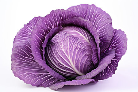 Purple Cabbage Closeup On White Backgroundの素材