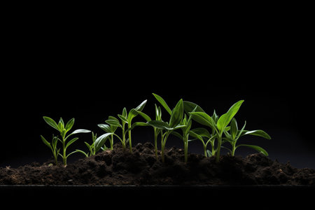 Fertile Topsoil For Healthy Plant Growth Isolated On White.の素材