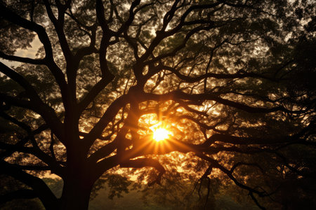 Silhouette Of Tree With Sun Rays Fordramatic Shot. Concept Nature's Serenity, Capturing Light And Shadows, Embracing Nature's Beauty, Chasing Sunsets, Mesmerizing Silhouettes.の素材
