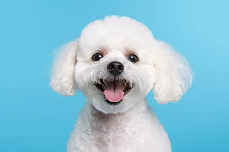 Smiling Poodle With Paw Print In Pastel Backdrop. Concept Pet Portraits, Pastel Backdrops, Paw Print Props, Poodle Poses, Joyful Expressions.の素材