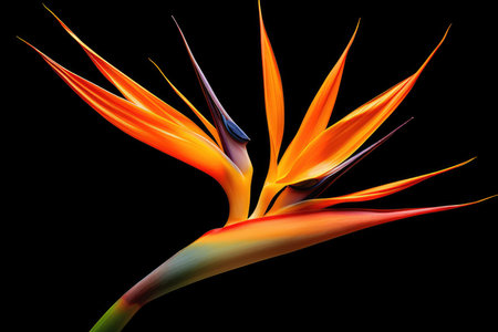 Strelitzia Flower Isolated On Black, Capturing Its Vibrant Colors.の素材