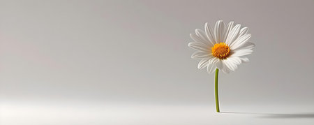 A white daisy stands solo on a clean white backdrop. Concept Photography, Flower, White, Daisy, Minimalisticの素材