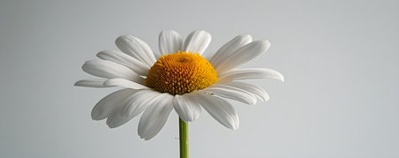 A single white daisy on a pristine white background. Concept Photography, Minimalism, Nature, Flower, Daisyの素材