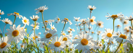 Meadow alive with daisies under vivid blue sky. Concept Nature, Flowers, Landscape, Photography, Skyの素材