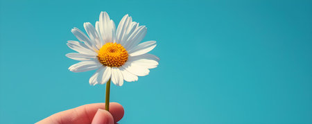 Bright daisy framed against a clear blue sky symbolizing beauty and hope. Concept Nature, Flowers, Beauty, Hope, Daisyの素材