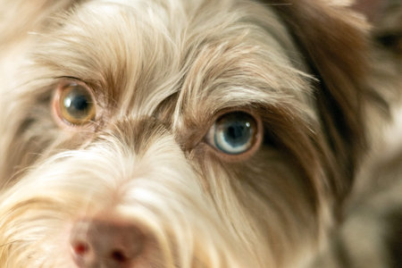 Unique Chocomerle Yorkshire Terrier Showcasing Its Beautiful Coat
