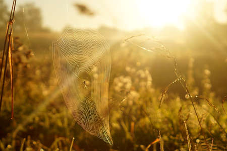 Macro spiderweb with dew dropsの写真素材