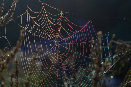 Macro spiderweb with dew drops