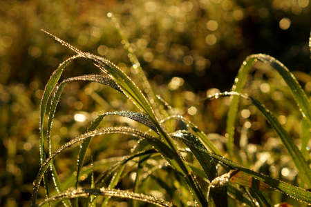 Macro green grass with dew dropsの写真素材