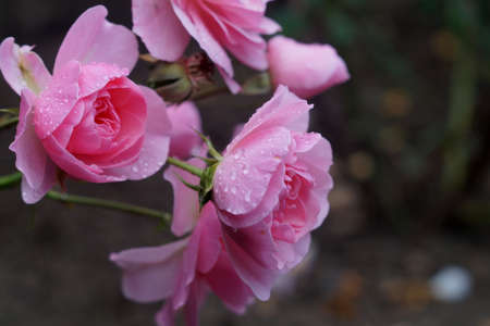 Macro pink rose flowersの写真素材