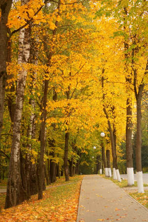 Autumn trees alleyの写真素材