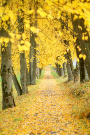 Autumn trees alleyの写真素材