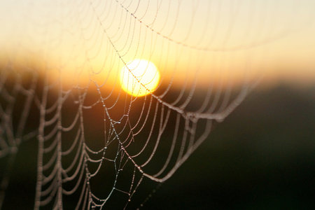 Macro spier web and sun