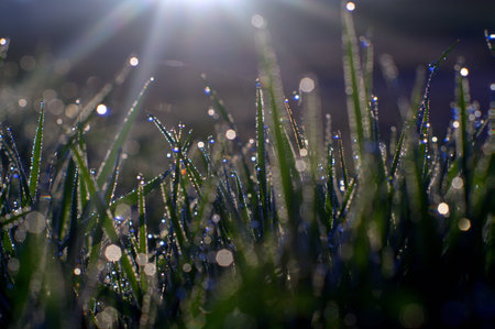 Macro grass with dew drops