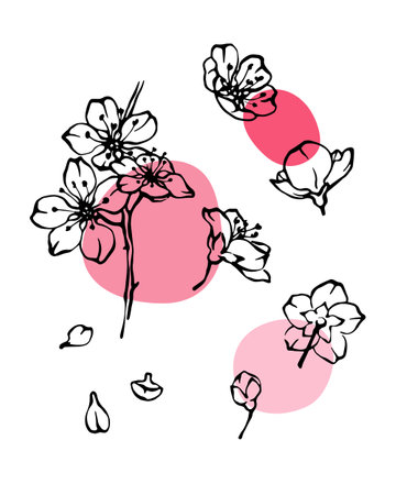 Cherry blossom black and white line art with abstrat pink color spotsのイラスト素材