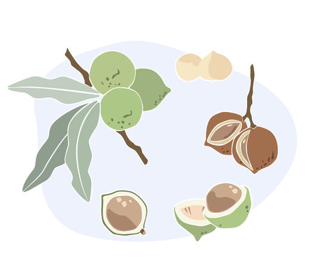 Macadamia flat illustration set nuts branch leaves shell color design elementsのイラスト素材