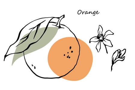 Hand drawn orange, flowers and leaves. Outline freehand ink drawing with color spots. Citrus fruits vector design.のイラスト素材
