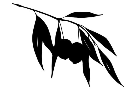 Olive branch with leaves and berries black silhouette isolated on white background. Flat botanical and food element for olive oil, kitchen textile and cafe menu design. vector illustration.のイラスト素材