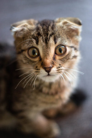 Close up of a cute tabby kitten looking at the camera.
