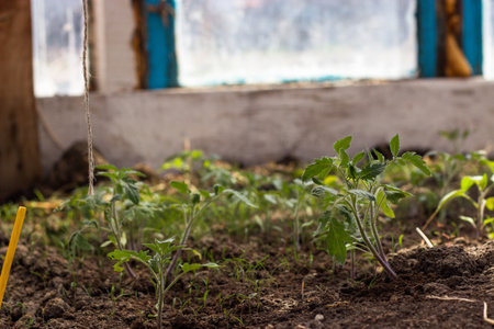 Tomato seedlings in a greenhouse. Selective focus. nature.