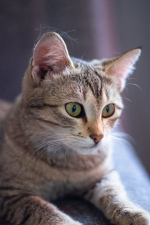 Close up of a tabby cat sitting on a chair. Selective focus.
