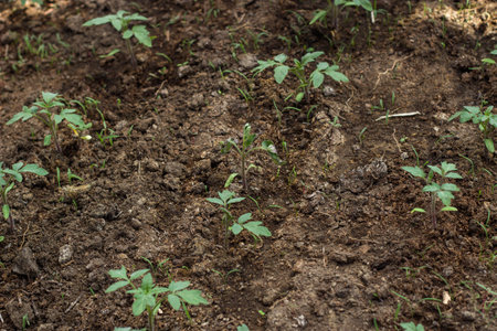 Tomato seedlings growing on the ground in a vegetable garden.の写真素材