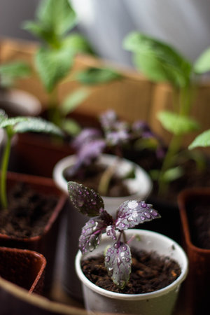 Small seedlings of basil in peat pots. Selective focus.の写真素材