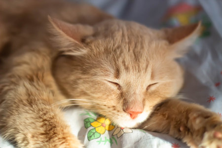 Cute ginger cat sleeping on the bed, close-up.の写真素材