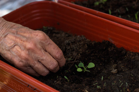 Elderly woman's hands planting tomato seedlings in a pot