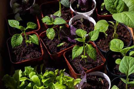 Young seedlings of pepper in peat pots on the windowsillの写真素材