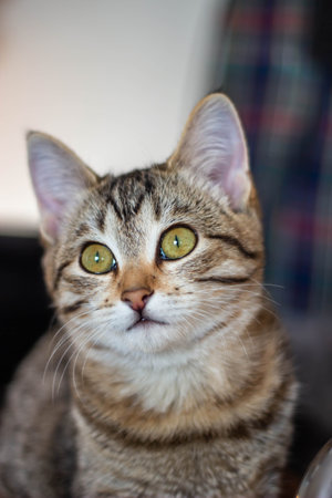 Cute tabby cat with green eyes closeup. Selective focus.の写真素材