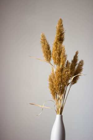 Pampas grass in a white vase on a gray backgroundの写真素材