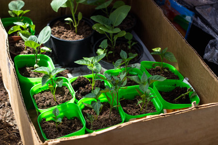 Seedlings of pepper in a box on a wooden background.の写真素材
