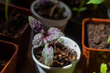 Fresh basil seedlings growing in peat pots. Selective focus.の写真素材