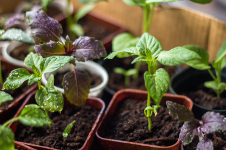 Young seedlings of basil in peat pots on the windowsillの写真素材