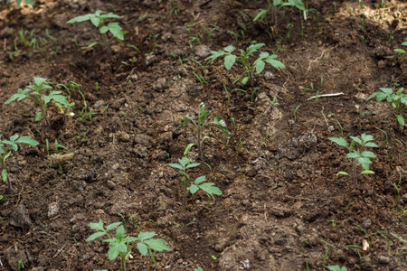 Young tomato seedlings growing in the soil in the vegetable garden.の写真素材