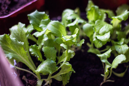 Close-up of fresh green lettuce seedlings in a pot.の写真素材