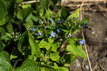 Blue flowers of forget-me-not (Veronica officinalis)の写真素材