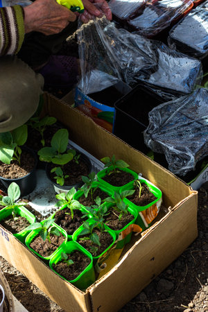 Planting seedlings in a cardboard box. Selective focus.の写真素材