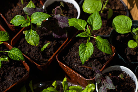Small seedlings of pepper in peat pots on wooden background.の写真素材