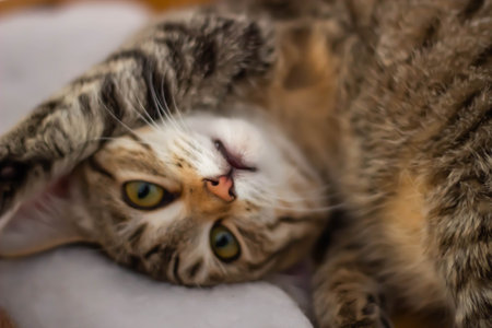 Cute tabby cat lying on the bed. Selective focus.の写真素材