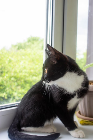Black and white cat sitting on the windowsill looking out the windowの写真素材