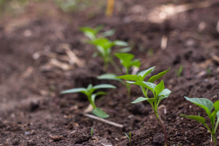 Young pepper seedlings growing in the ground in the vegetable garden.の写真素材